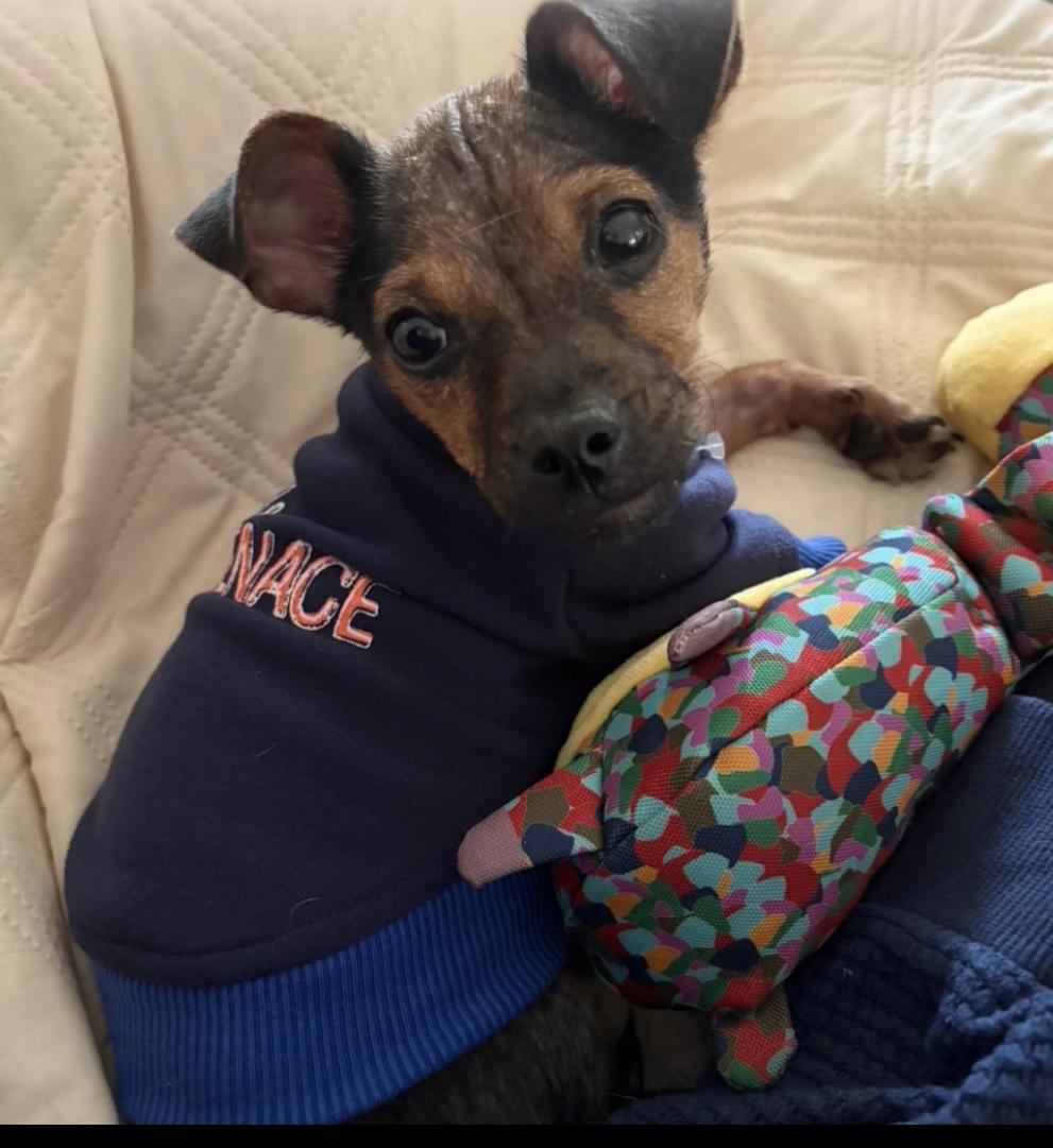 Barney, a ADOPTABLE mixed breed in Penryn, CA image 1/2