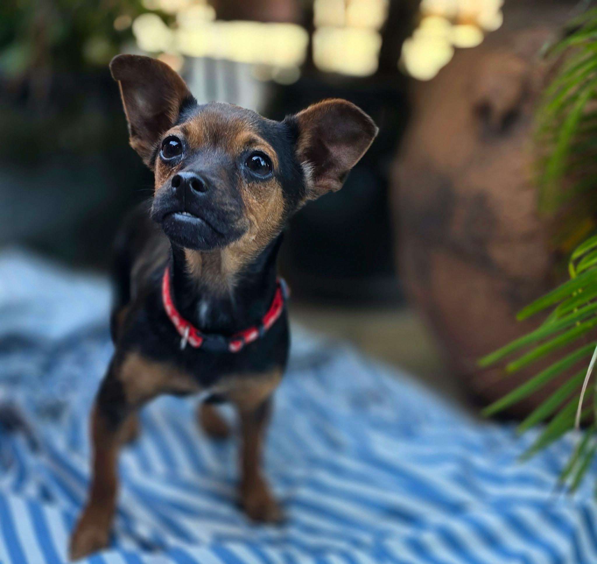 Enlarge Barney, a ADOPTABLE mixed breed in Penryn, CA image 2/4