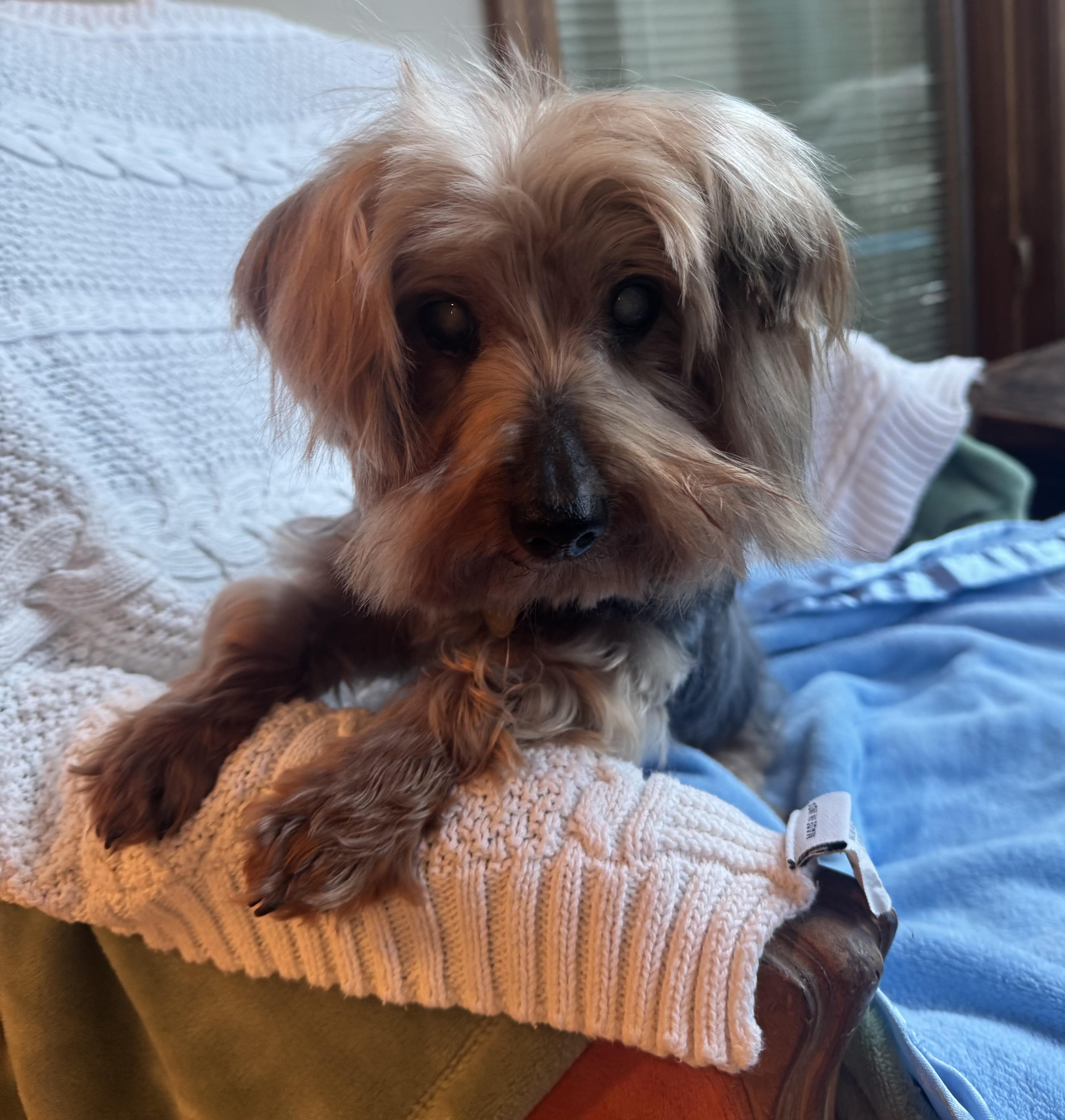 Chewy- BLIND, adopted, Senior Male Yorkshire Terrier.