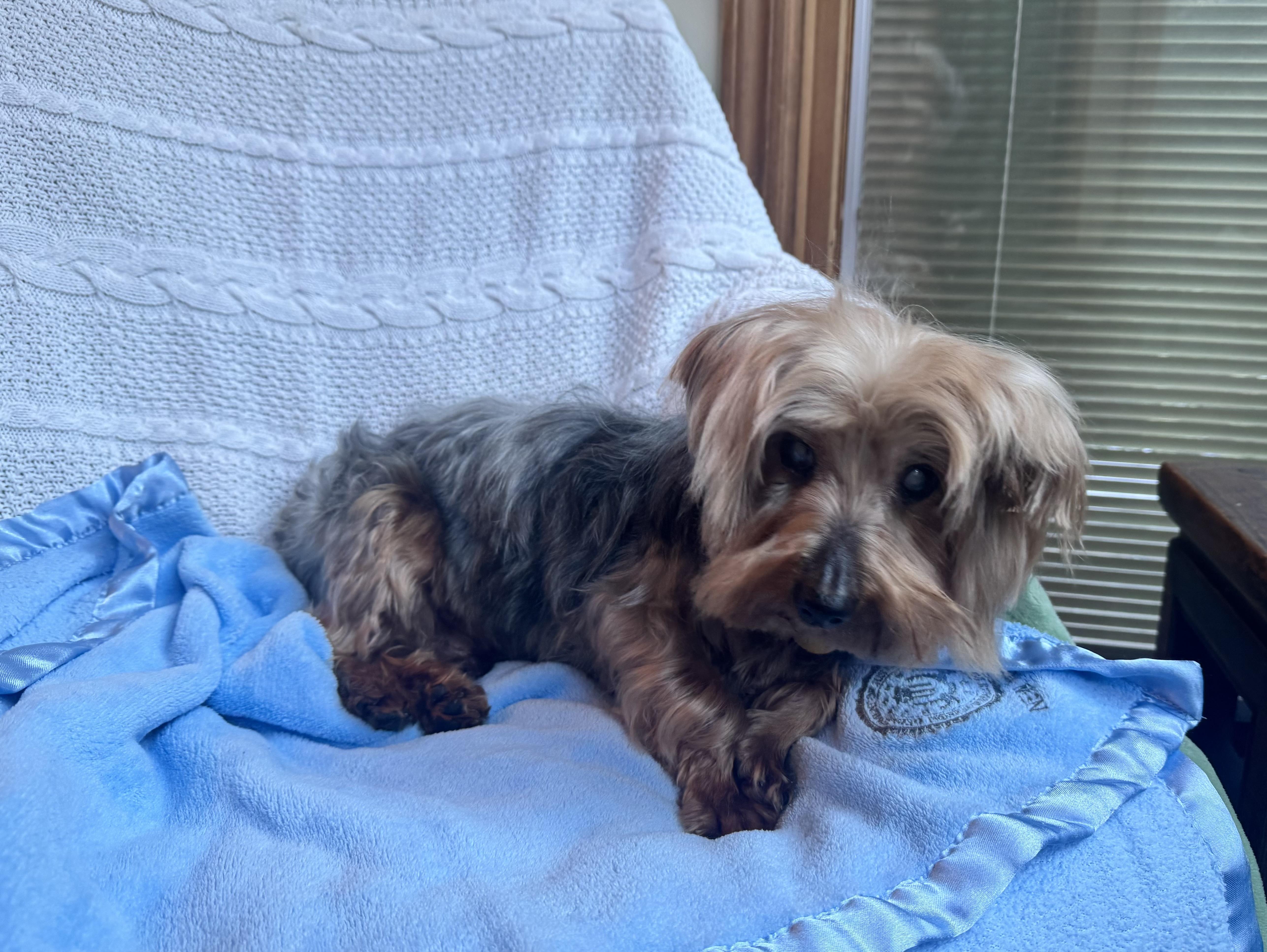 Enlarge Chewy- BLIND, an adopted Yorkshire Terrier in Oak Ridge, NJ image 2/3