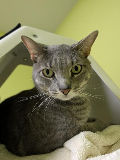 Mushu, Adoptable, Adult Male Domestic Short Hair & Domestic Short Hair.