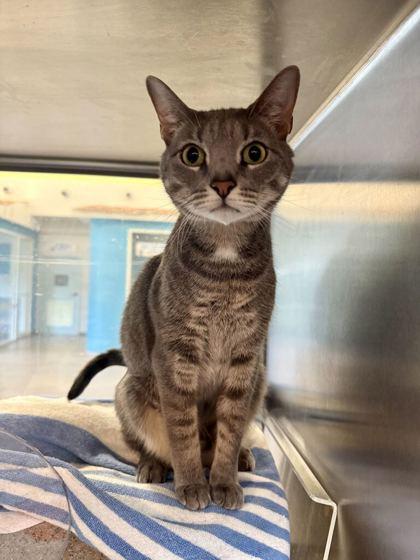 Enlarge Mushu, a Adoptable mixed breed in Daytona Beach, FL image 2/2