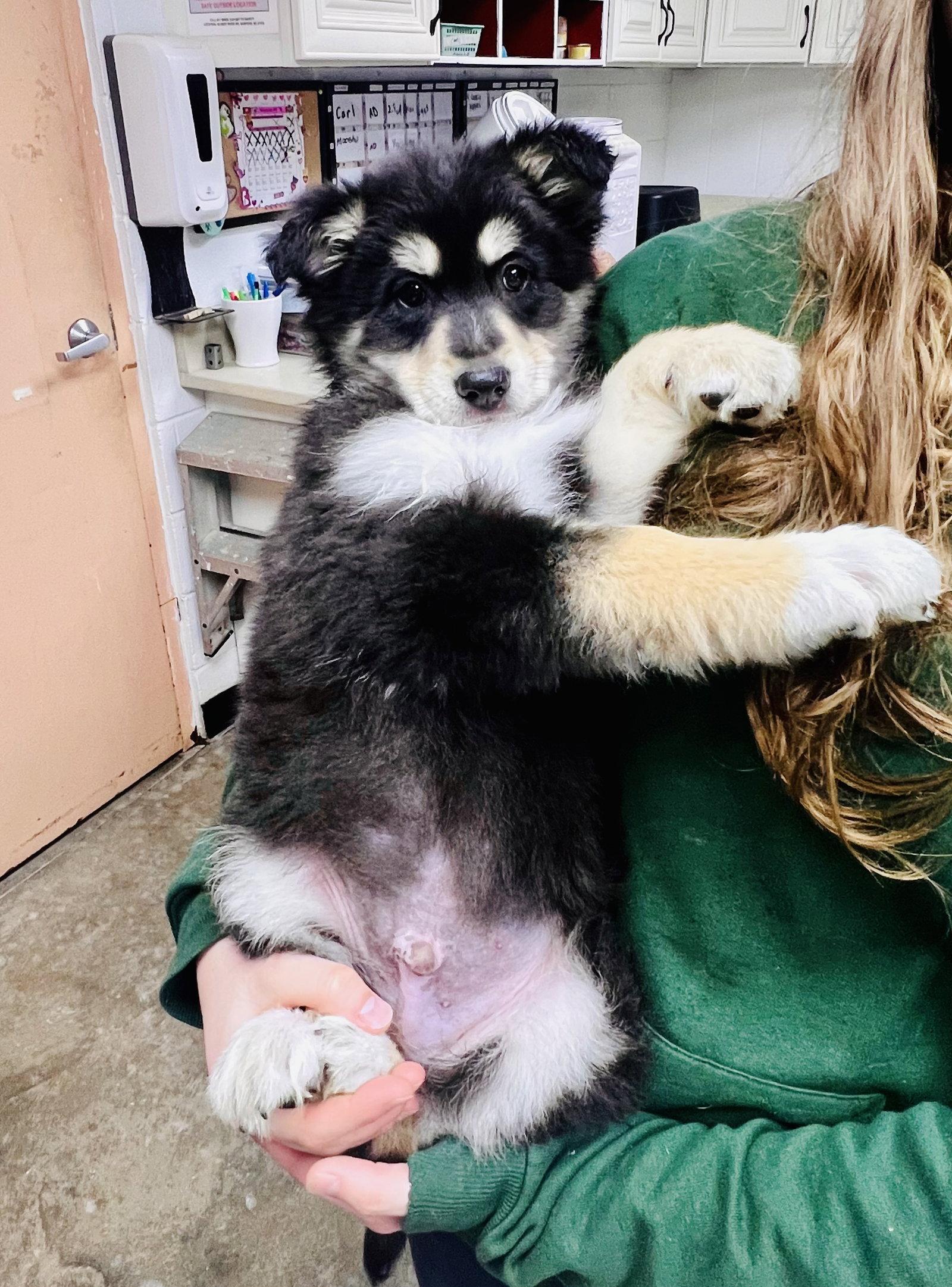 Bear, Adoptable, Young Male Border Collie & Husky.