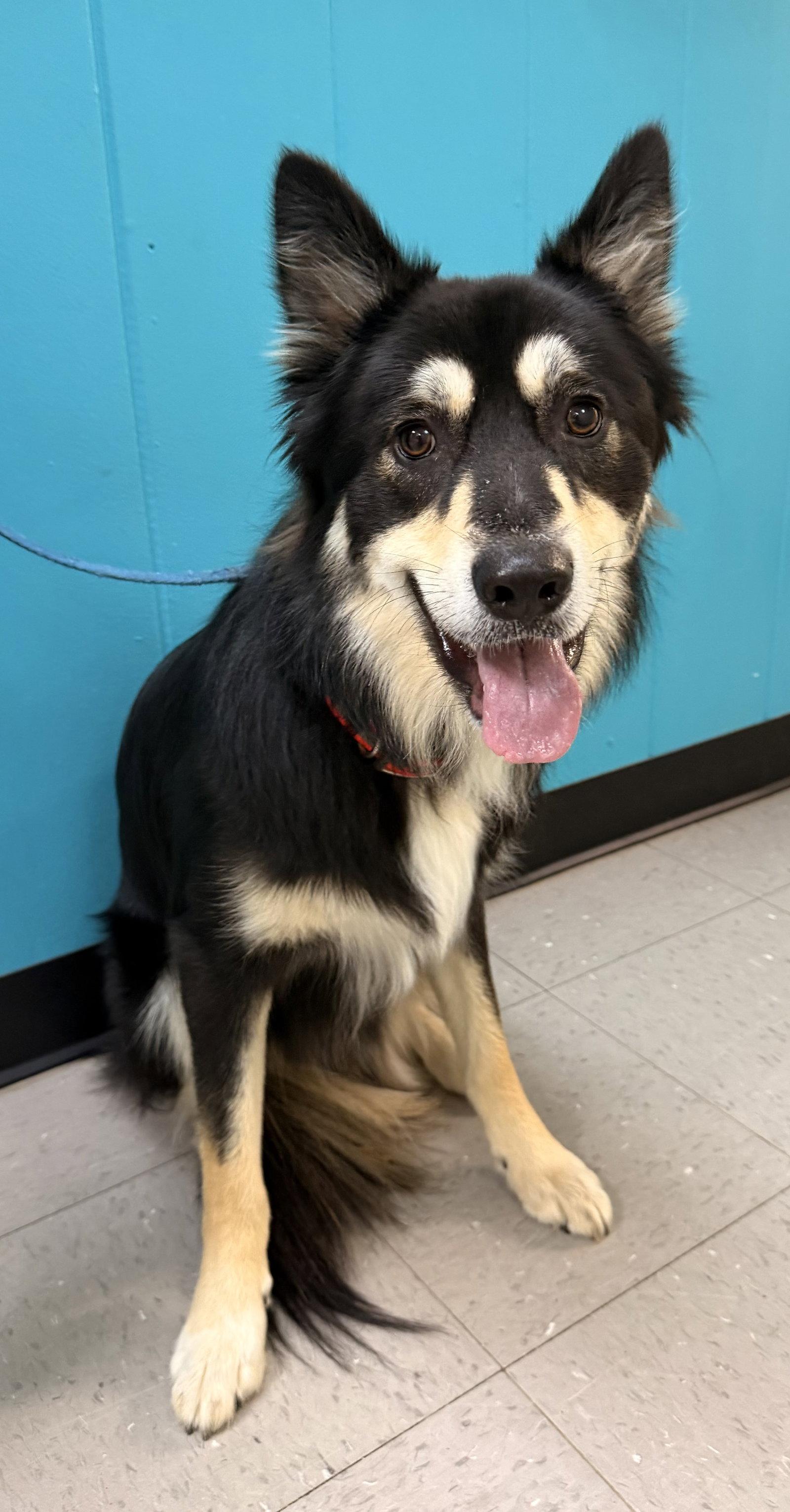 Enlarge Bear, a Adoptable mixed breed in Sanford, NC image 2/3