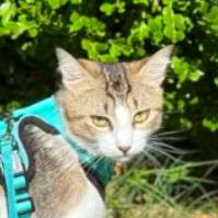 Enlarge Bubba, a Adoptable Domestic Short Hair in Chapel Hill, NC image 1/2