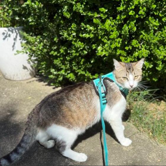 Enlarge Bubba, a Adoptable Domestic Short Hair in Chapel Hill, NC image 1/2