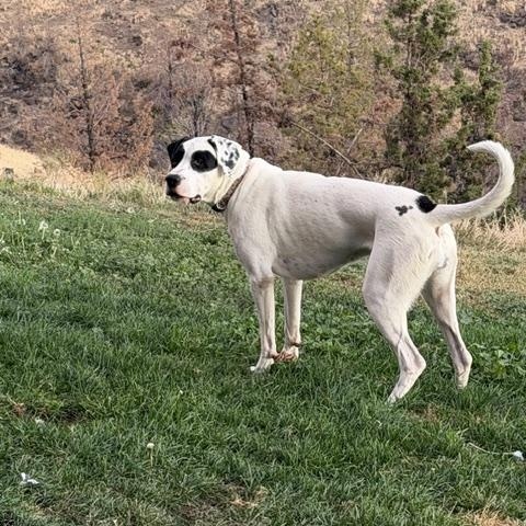 Enlarge Lola, a Adoptable mixed breed in Madras, OR image 4/5