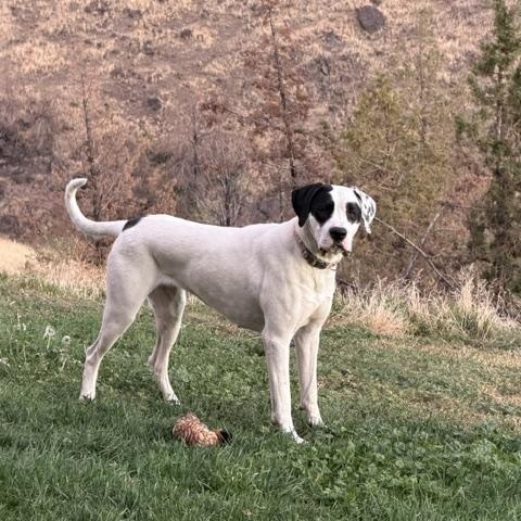 Enlarge Lola, a Adoptable mixed breed in Madras, OR image 3/5