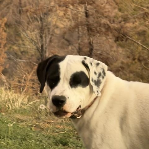 Enlarge Lola, a Adoptable mixed breed in Madras, OR image 5/5