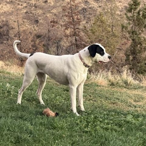 Lola, Adoptable, Adult Female Great Dane.