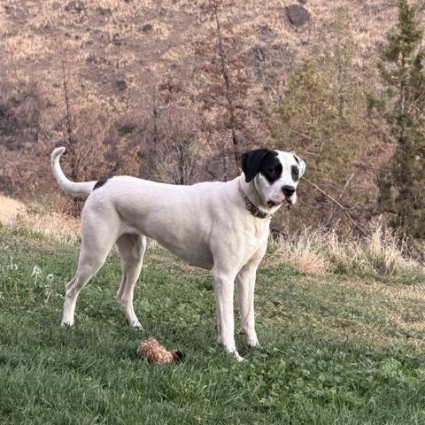 Enlarge Lola, a Adoptable mixed breed in Madras, OR image 2/5