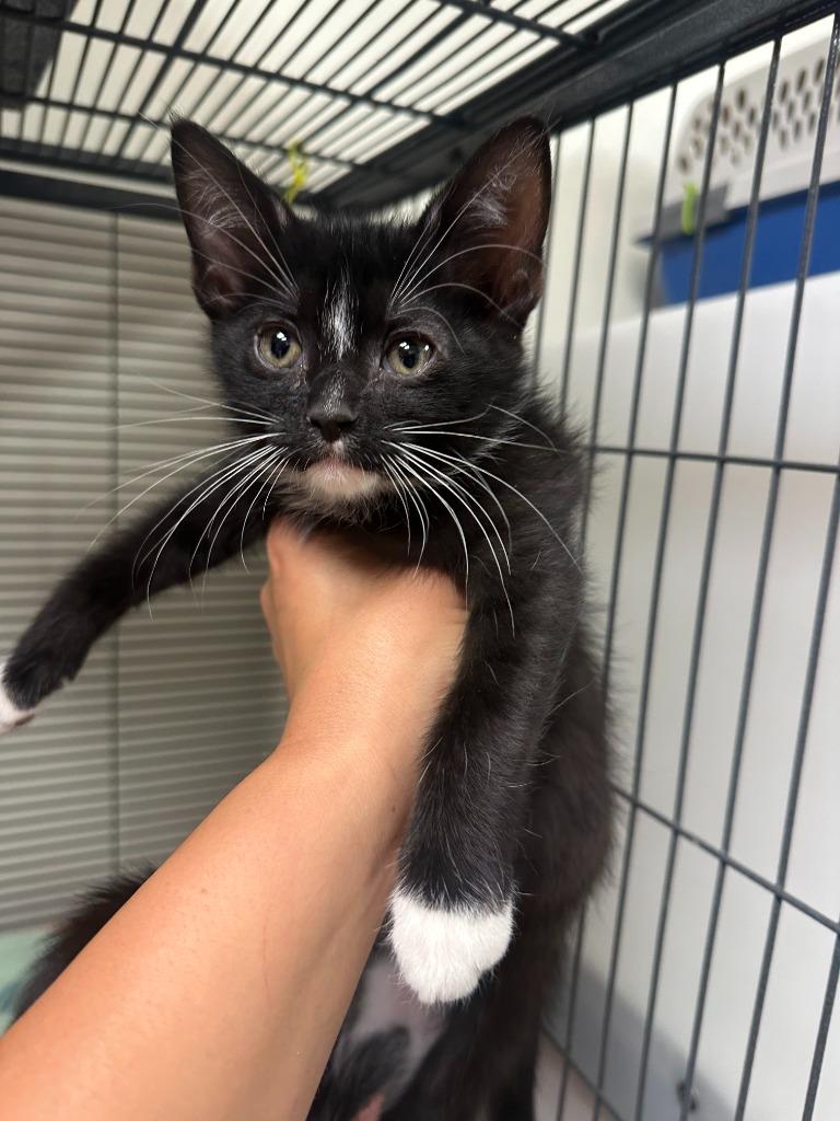 Enlarge Johnny Cage, a Adopted mixed breed in Blountville, TN image 1/1