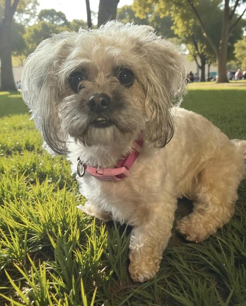 Nova, ADOPTABLE, Adult Female Maltipoo.