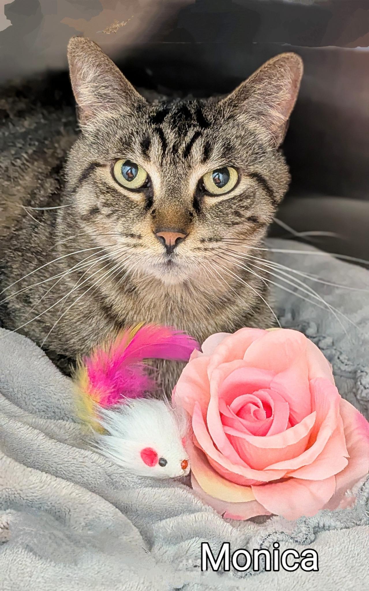 Monica, Adult Female Domestic Short Hair