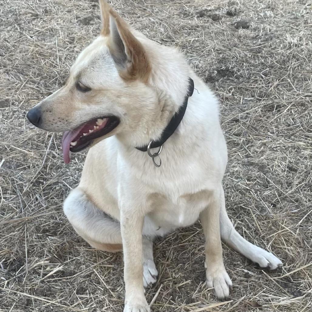 Enlarge Miss Bell, a Adoptable mixed breed in Sonoma, CA image 2/4