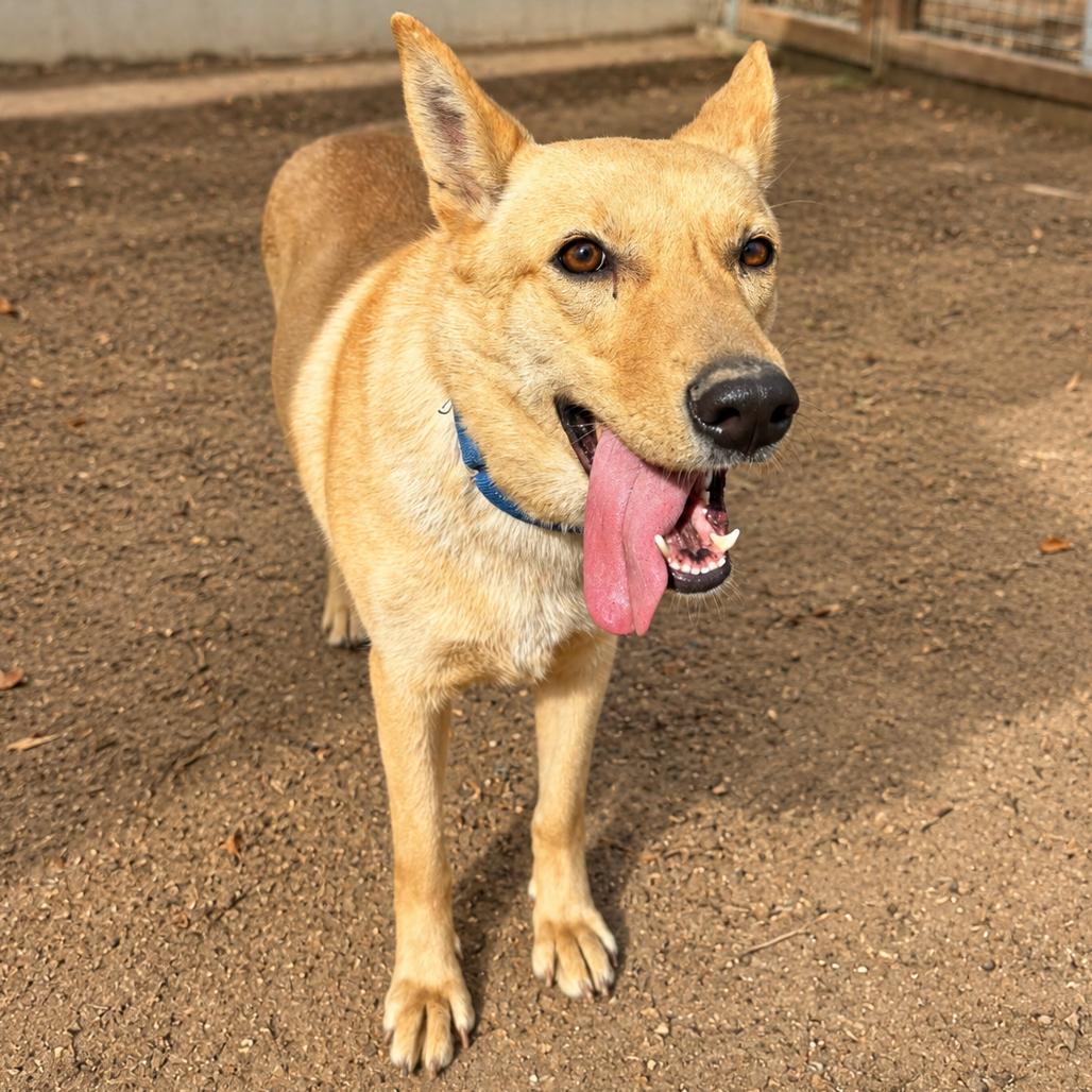 Enlarge Miss Bell, a Adoptable mixed breed in Sonoma, CA image 1/1