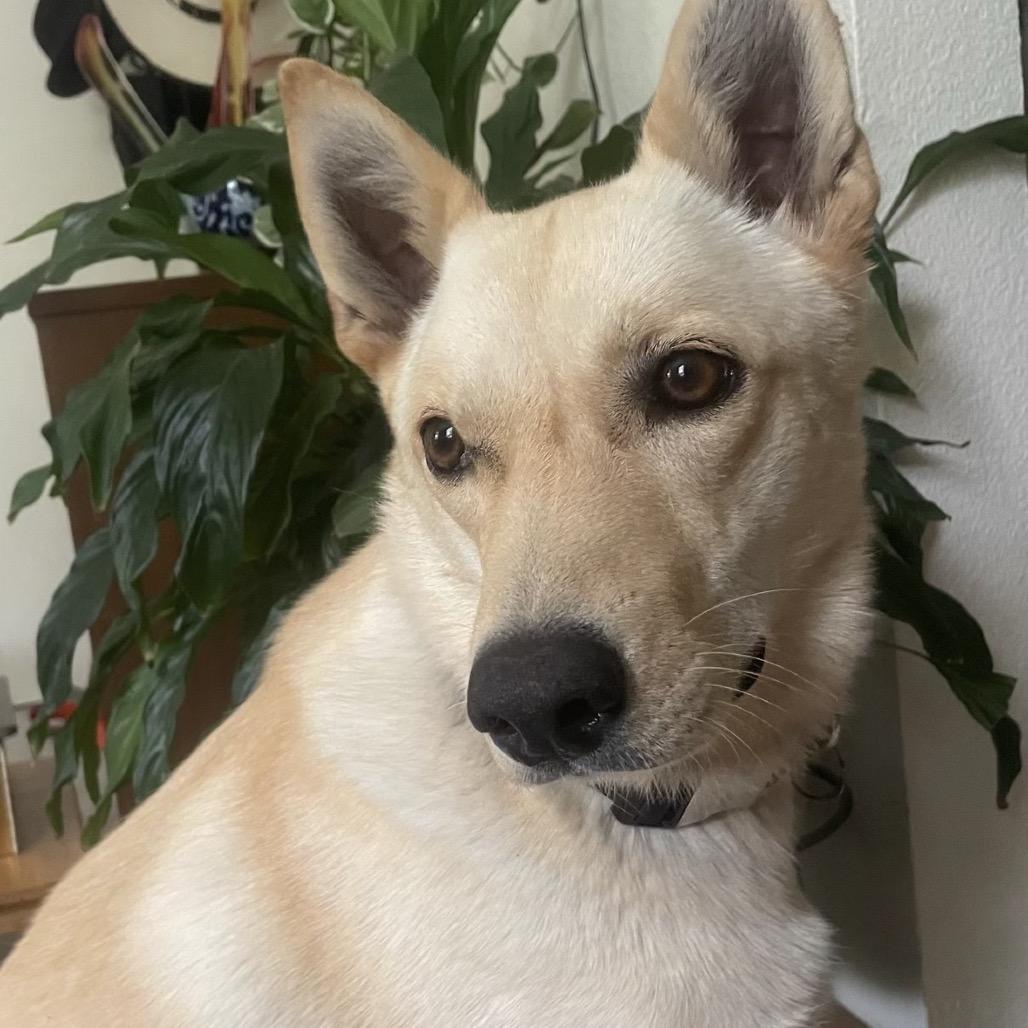 Enlarge Miss Bell, a Adoptable mixed breed in Sonoma, CA image 3/4