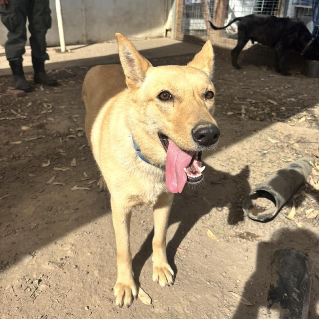 Miss Bell, Adoptable, Adult Female Shepherd & Husky.