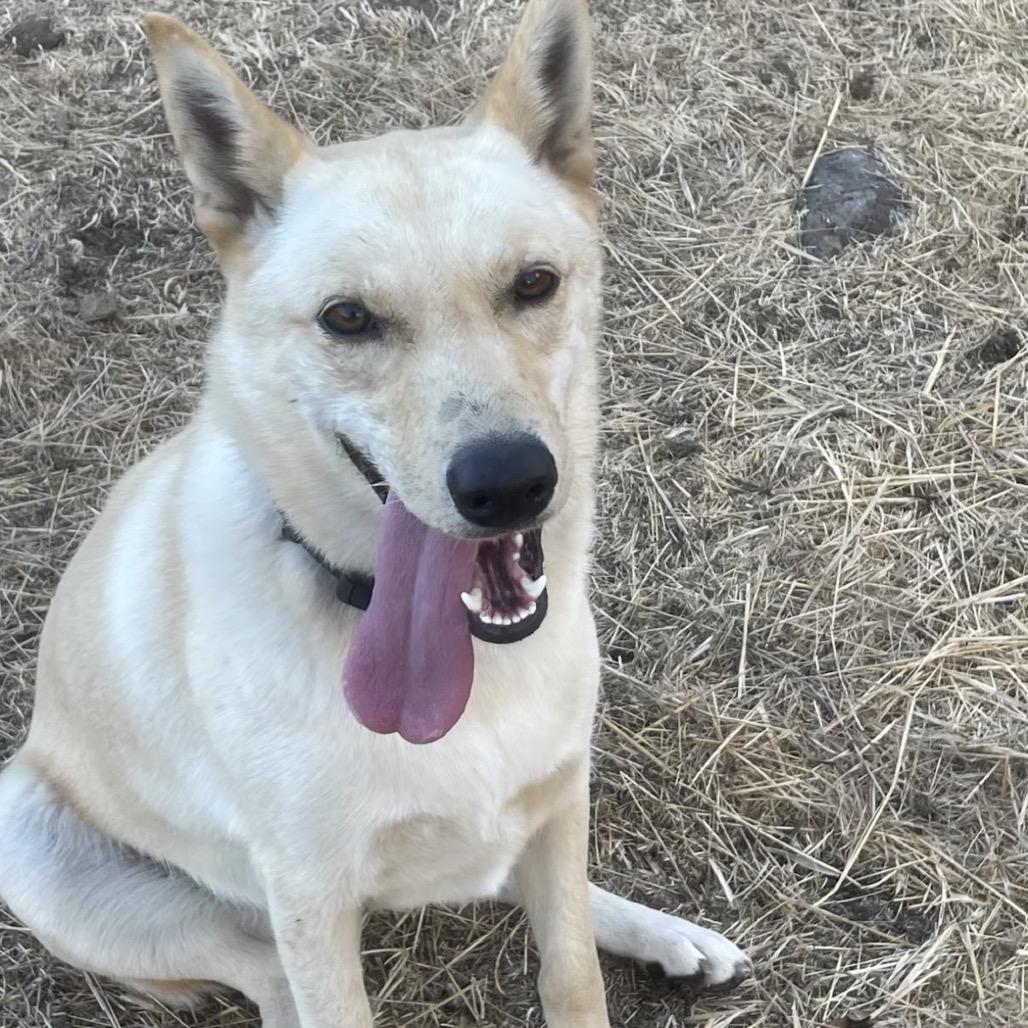 Enlarge Miss Bell, a Adoptable mixed breed in Sonoma, CA image 4/4