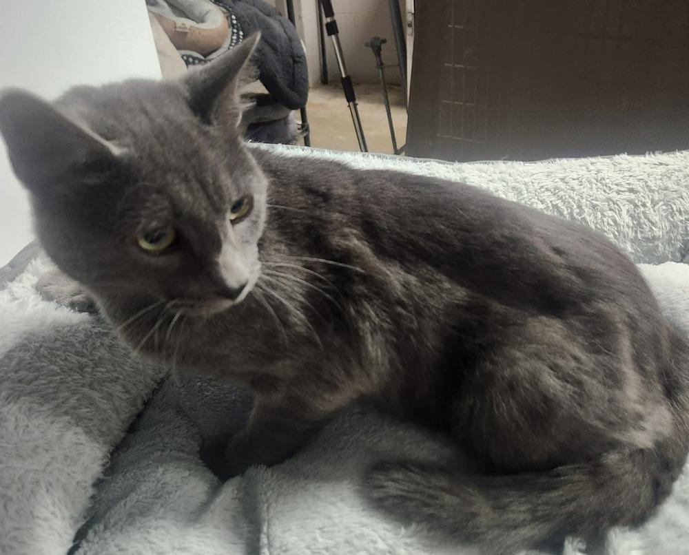 BEAU BANDIT@ PETSMART, Adoptable, Adult Male Domestic Short Hair.