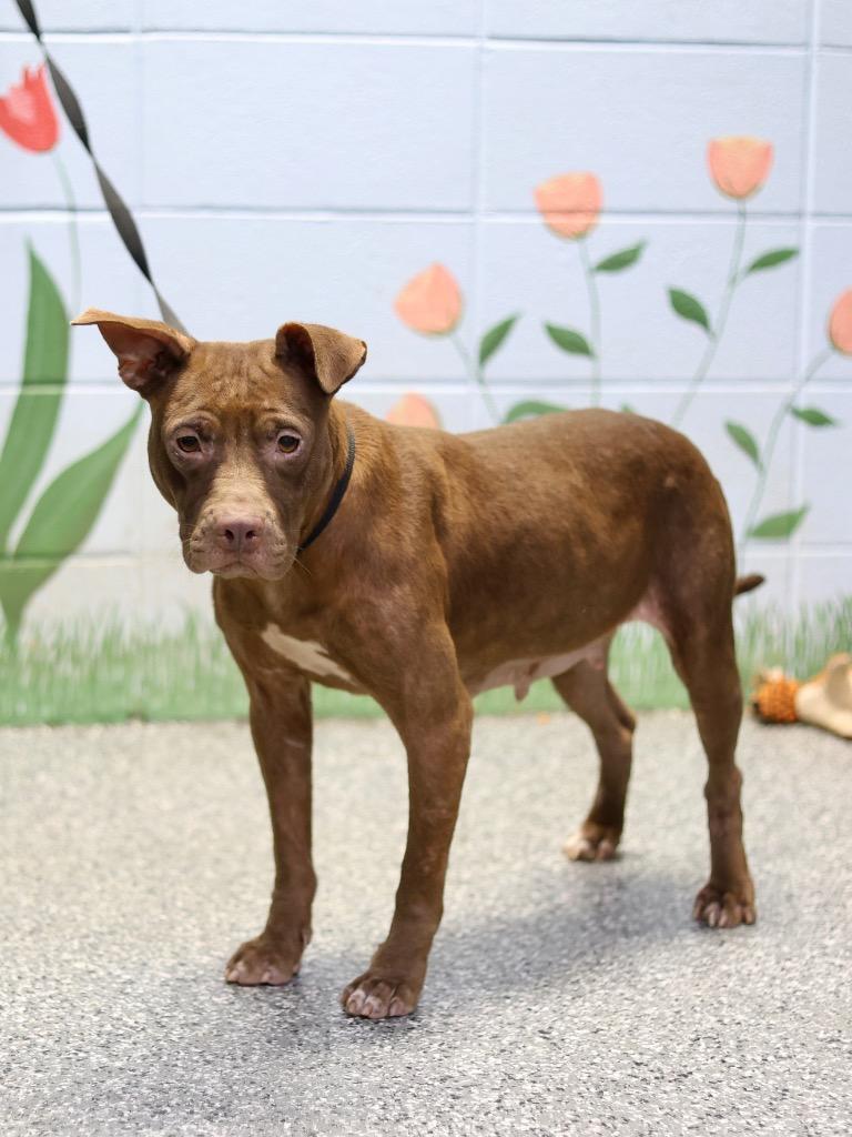 Starburst, Adoptable, Adult Female Mixed Breed.