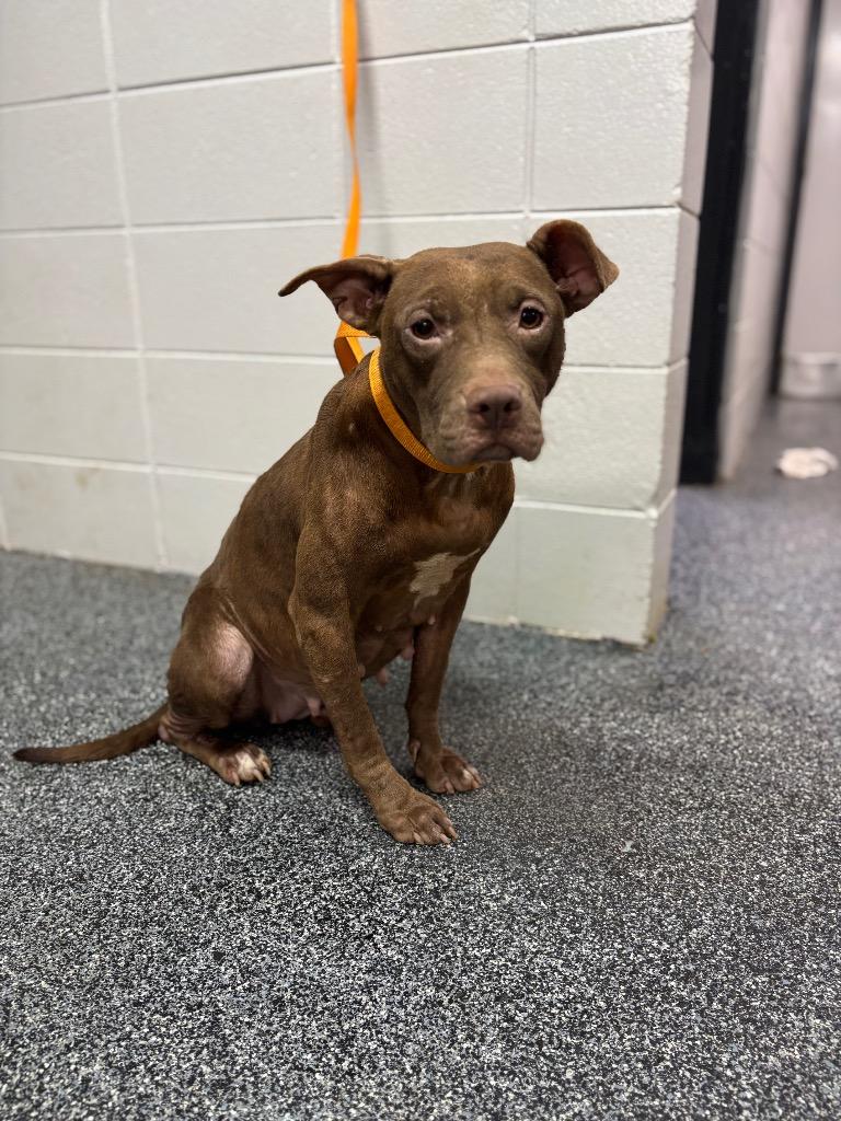 Starburst, Adoptable, Adult Female Mixed Breed.