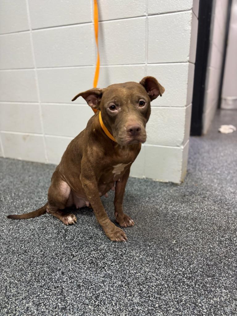 Enlarge Starburst, a Adoptable mixed breed in Birmingham, AL image 3/6