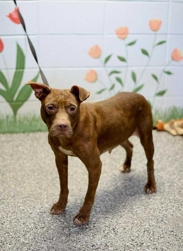 Enlarge Starburst, a Adoptable mixed breed in Birmingham, AL image 4/6