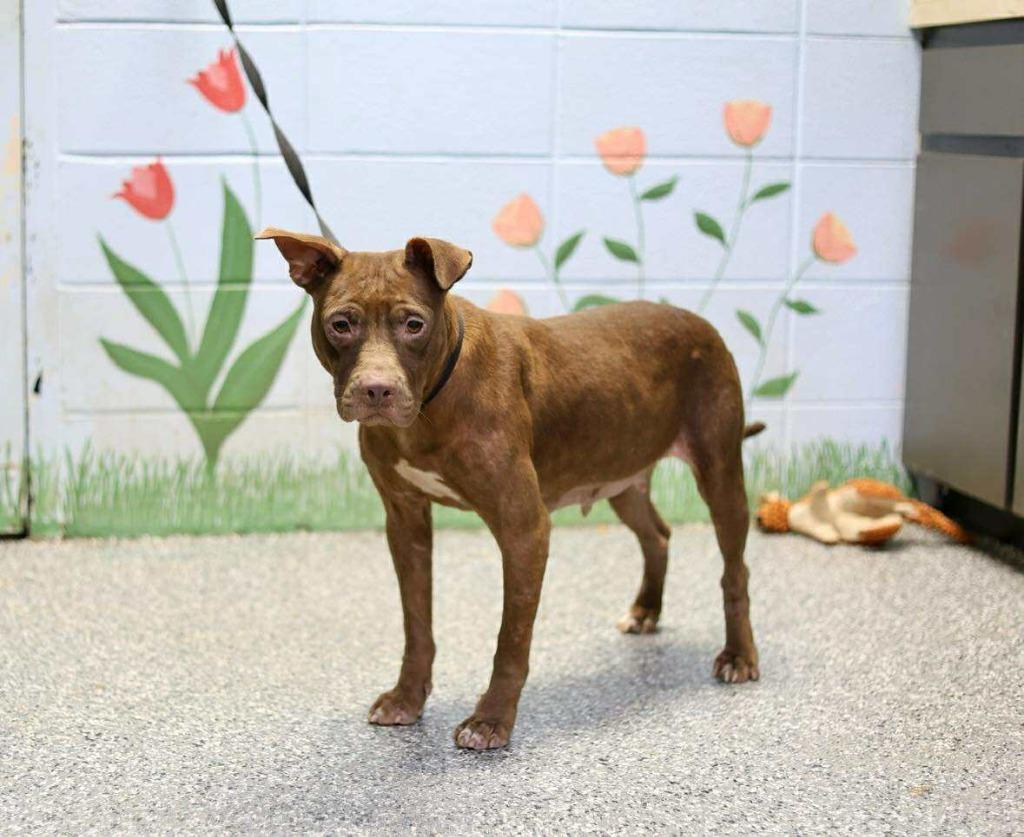 Enlarge Starburst, a Adoptable mixed breed in Birmingham, AL image 5/6