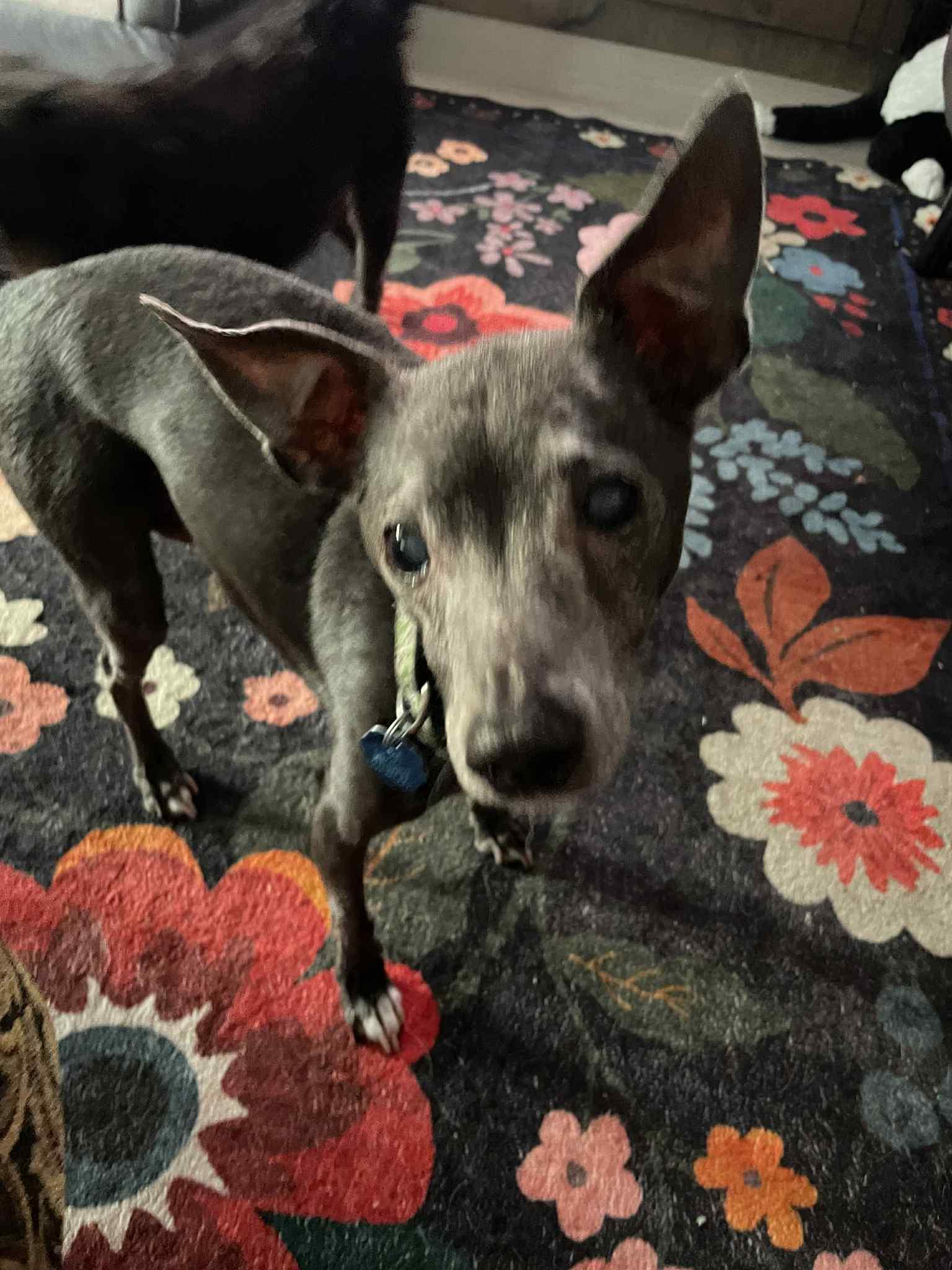 Cooper