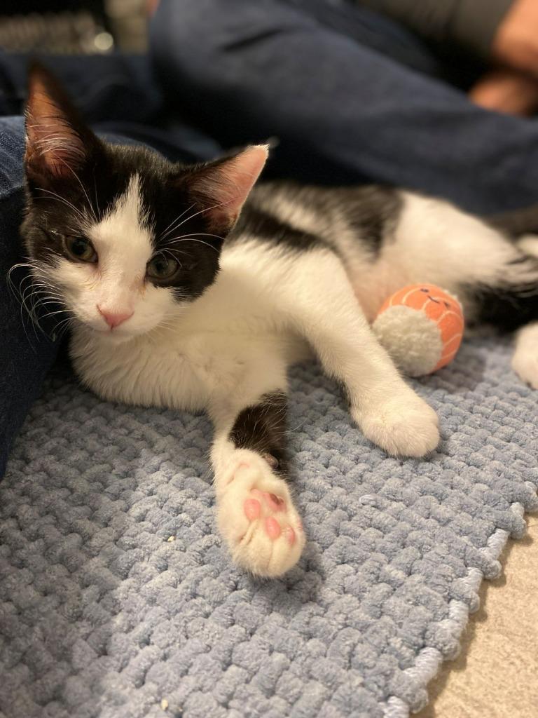 Rumi, Adoptable, Kitten Female Domestic Short Hair & Domestic Short Hair (Black & White).