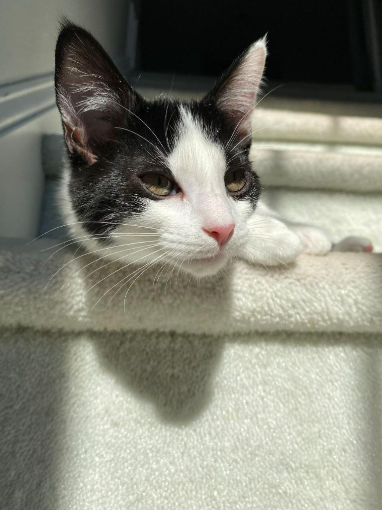 Enlarge Rumi, a Adoptable mixed breed in Raleigh, NC image 2/6