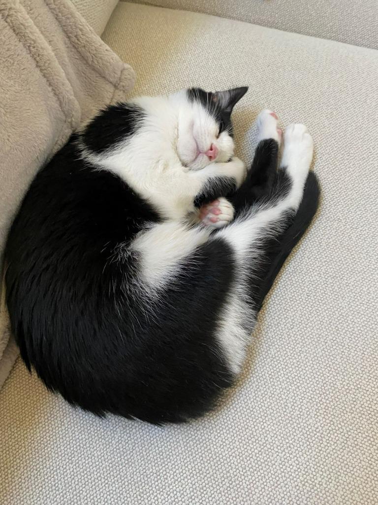 Enlarge Rumi, a Adoptable mixed breed in Raleigh, NC image 3/6