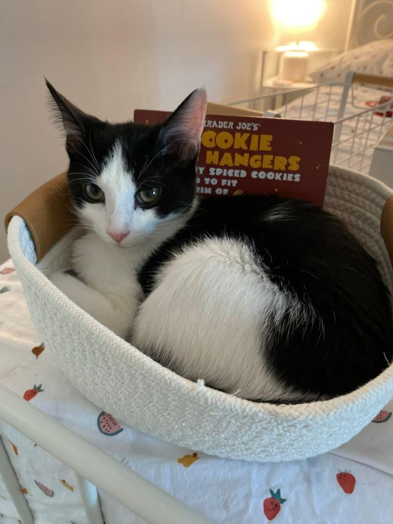 Enlarge Rumi, a Adoptable mixed breed in Raleigh, NC image 4/6