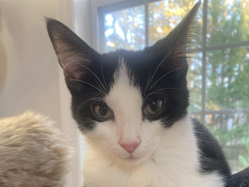 Enlarge Rumi, a Adoptable mixed breed in Raleigh, NC image 6/6