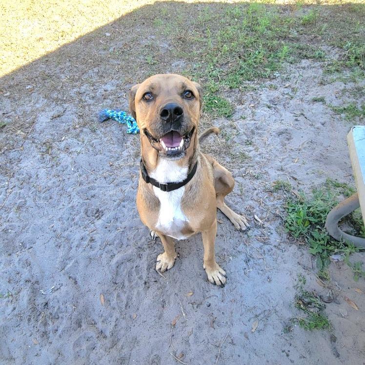 Enlarge Boone, a Adoptable Coonhound in Lake Panasoffkee, FL image 1/6