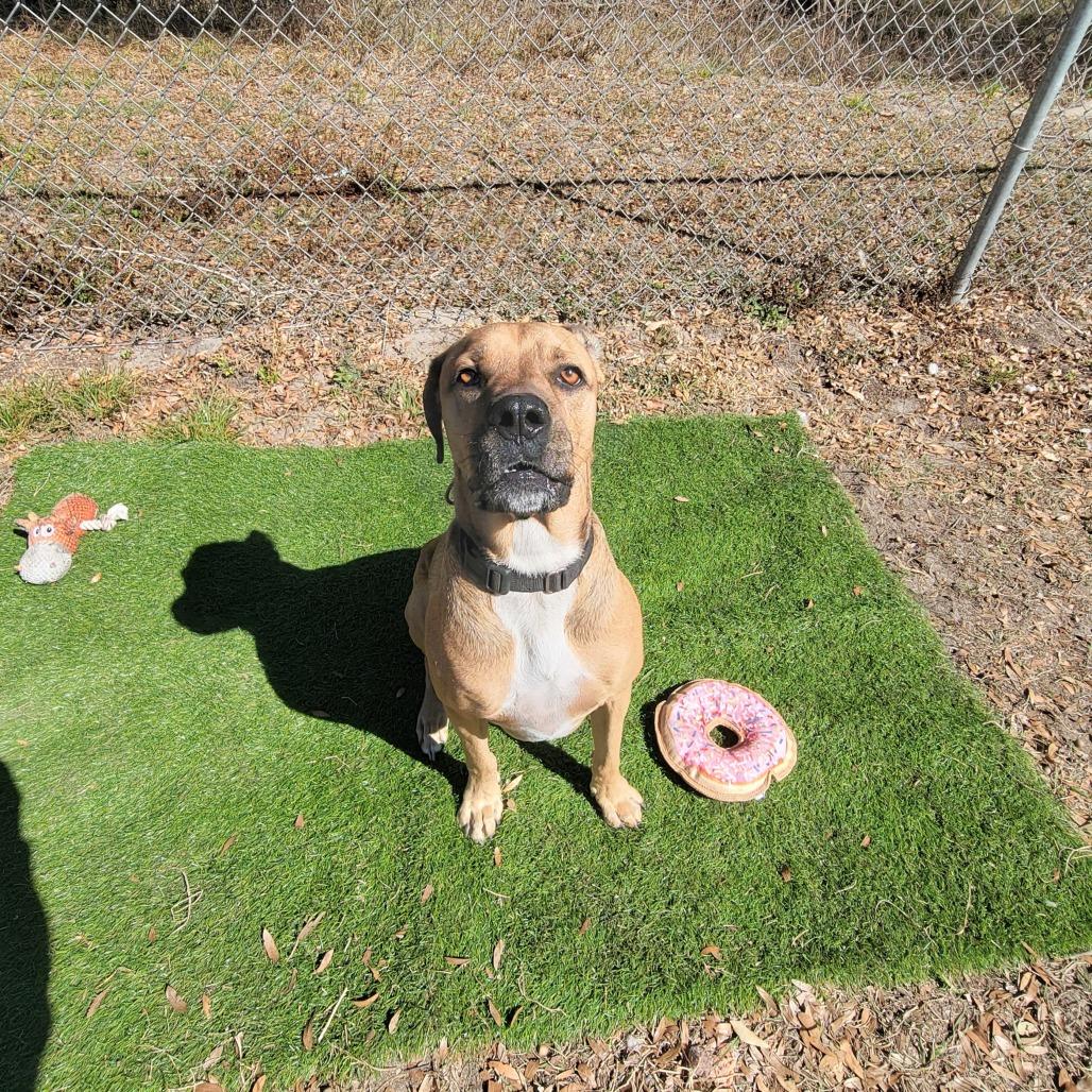 Boone, Adoptable, Adult Male Coonhound.