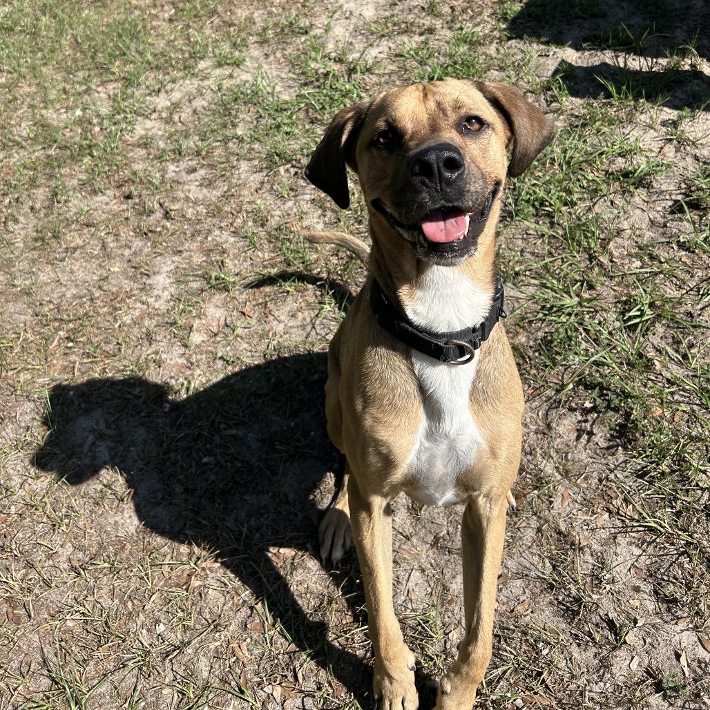 Boone, Adoptable, Adult Male Mixed Breed.