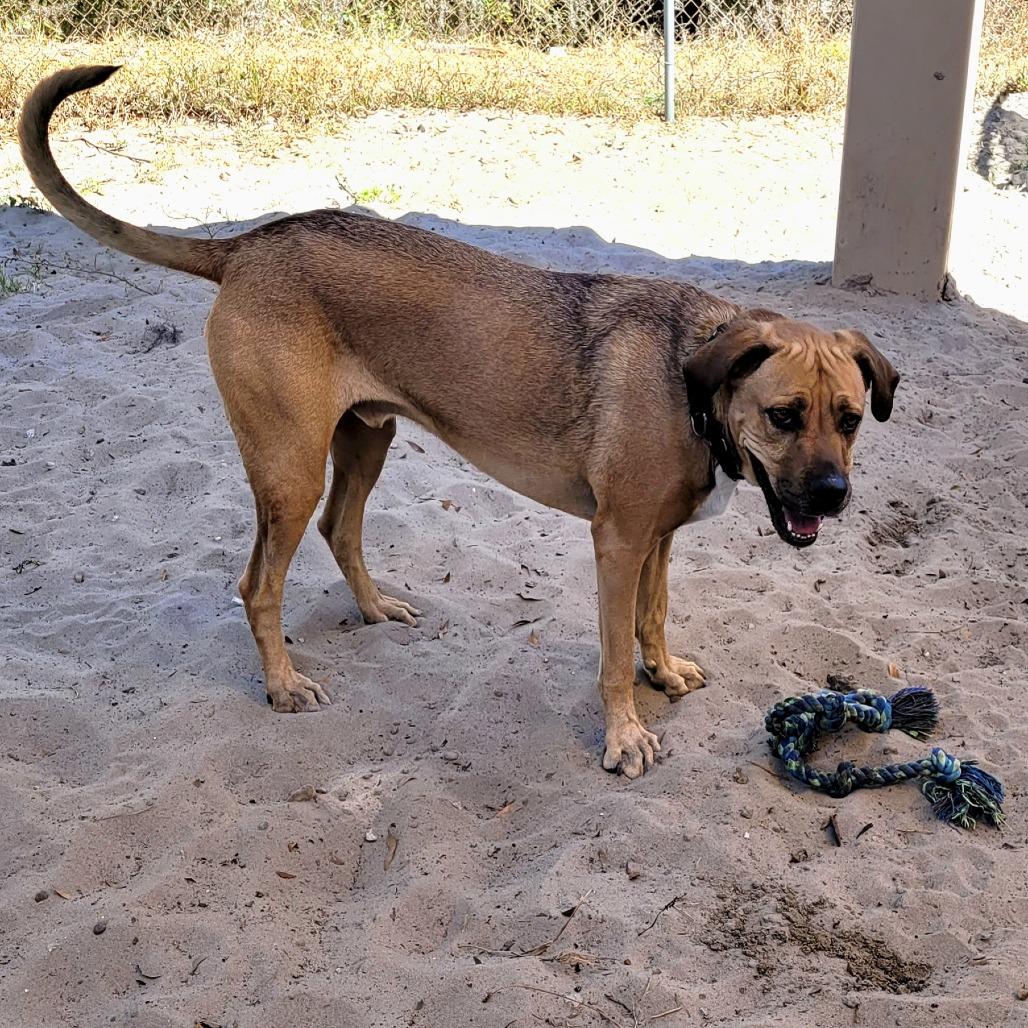 Enlarge Boone, a Adoptable Coonhound in Lake Panasoffkee, FL image 2/6
