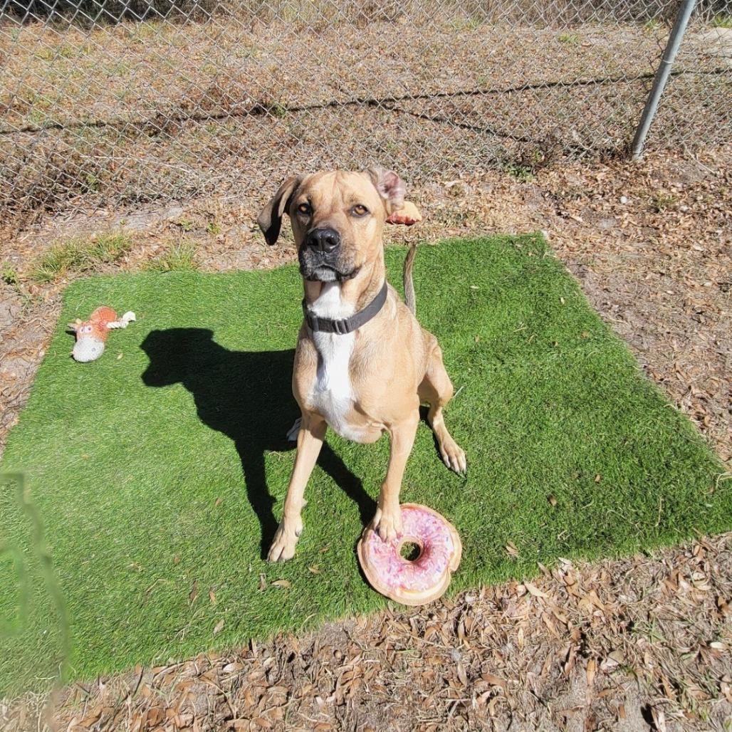 Boone, a Adoptable Mixed Breed in Lake Panasoffkee, FL image 2/6