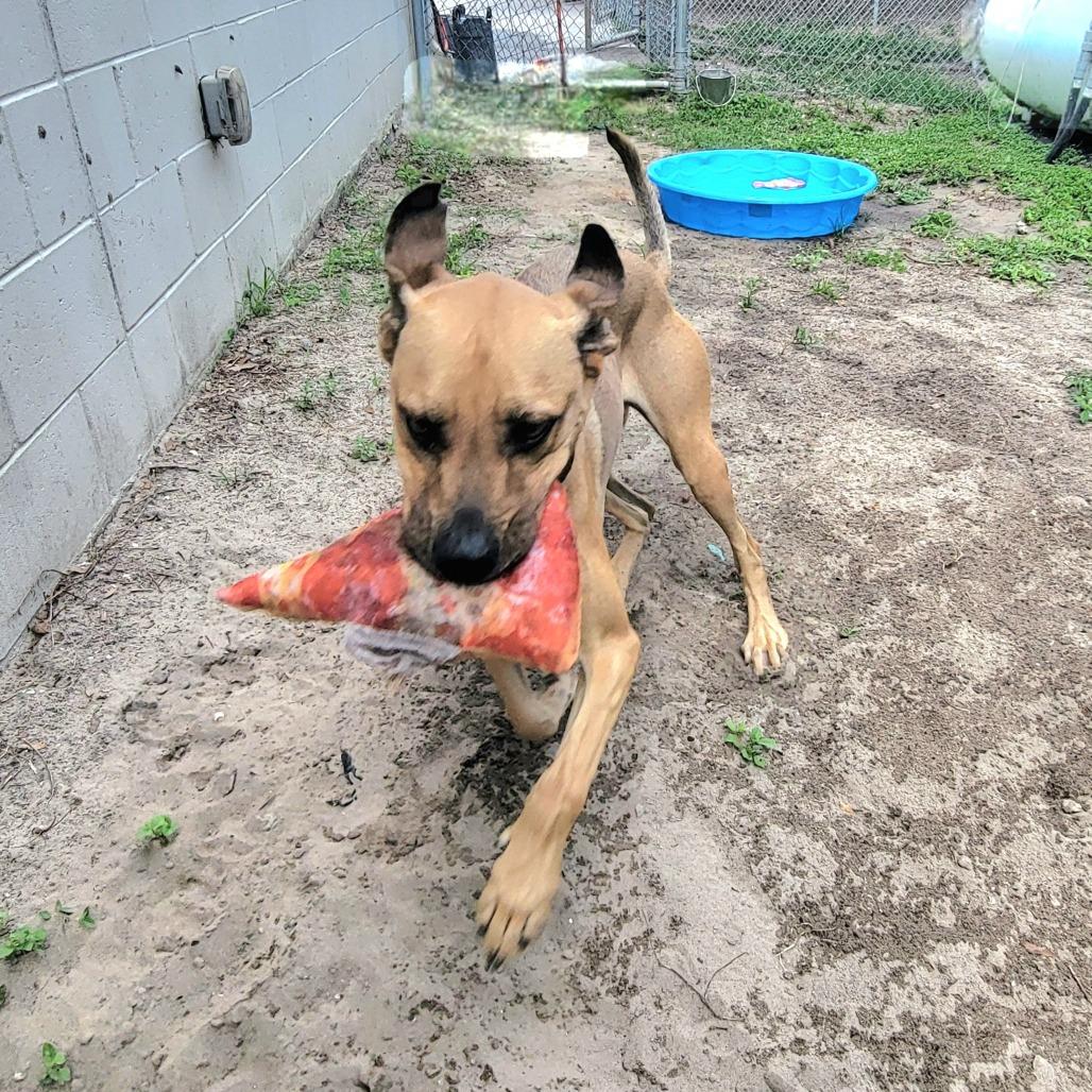 Boone, a Adoptable Mixed Breed in Lake Panasoffkee, FL image 3/6