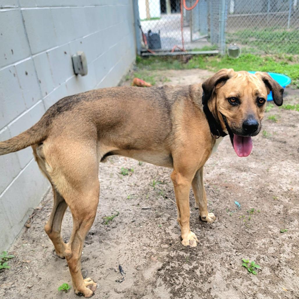 Boone, a Adoptable Mixed Breed in Lake Panasoffkee, FL image 4/6