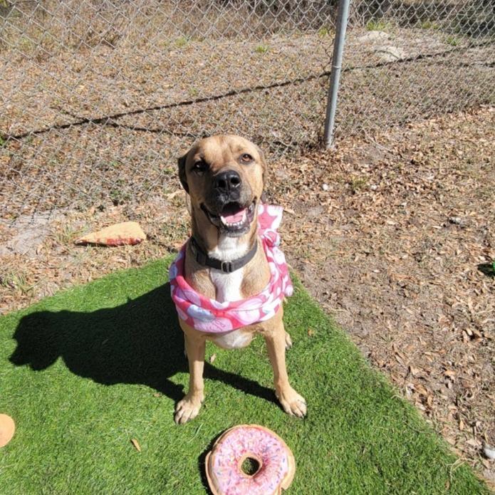 Enlarge Boone, a Adoptable Coonhound in Lake Panasoffkee, FL image 5/6