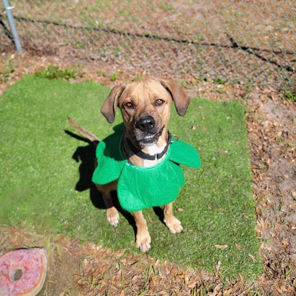 Enlarge Boone, a Adoptable Coonhound in Lake Panasoffkee, FL image 6/6