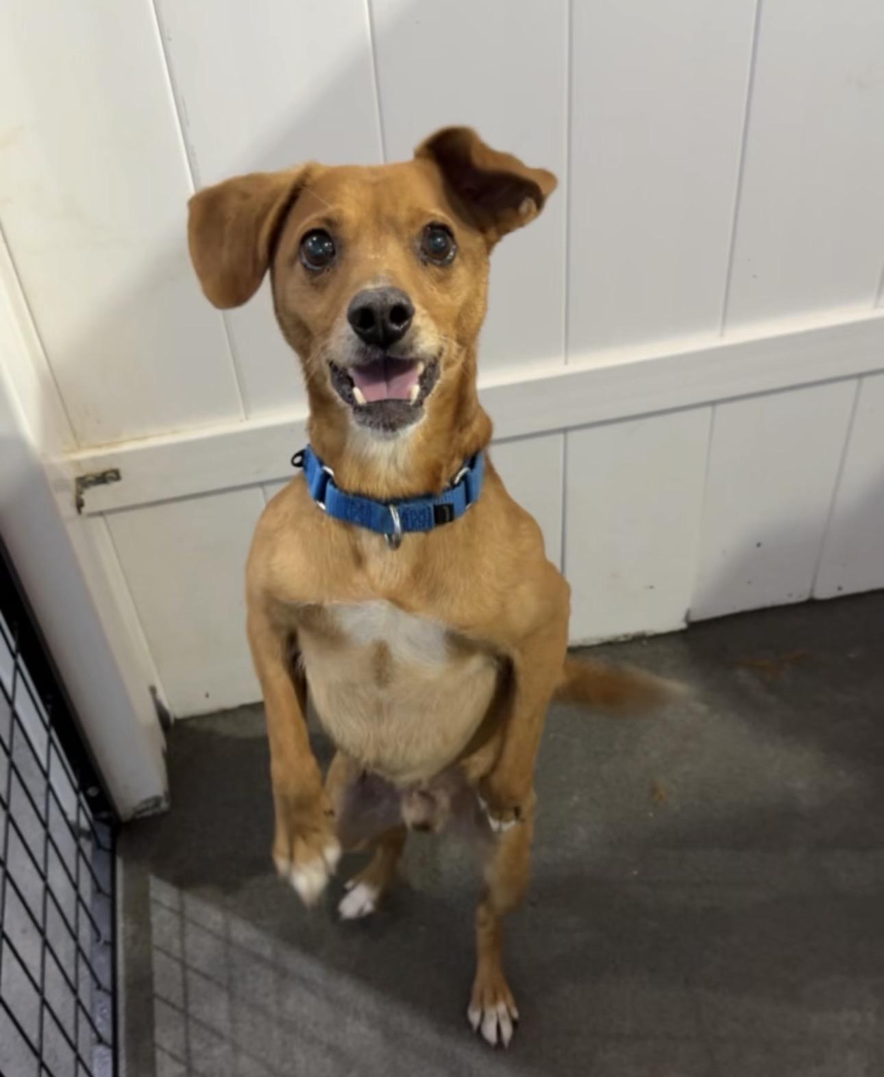 Enlarge Nike, a ADOPTABLE Mixed Breed in Stuart, FL image 1/1