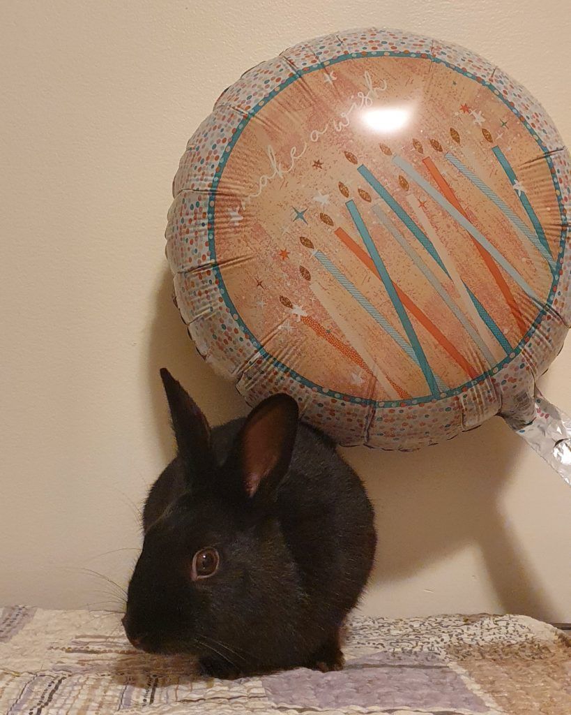 Elmo (Vancouver), Adoptable, Adult Male Bunny Rabbit.