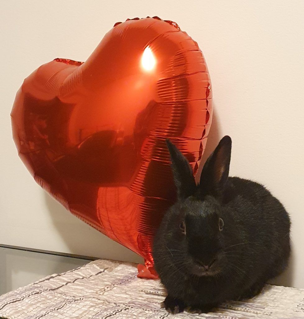 Enlarge Elmo (Vancouver), a Adoptable mixed breed in Vancouver, BC image 2/4