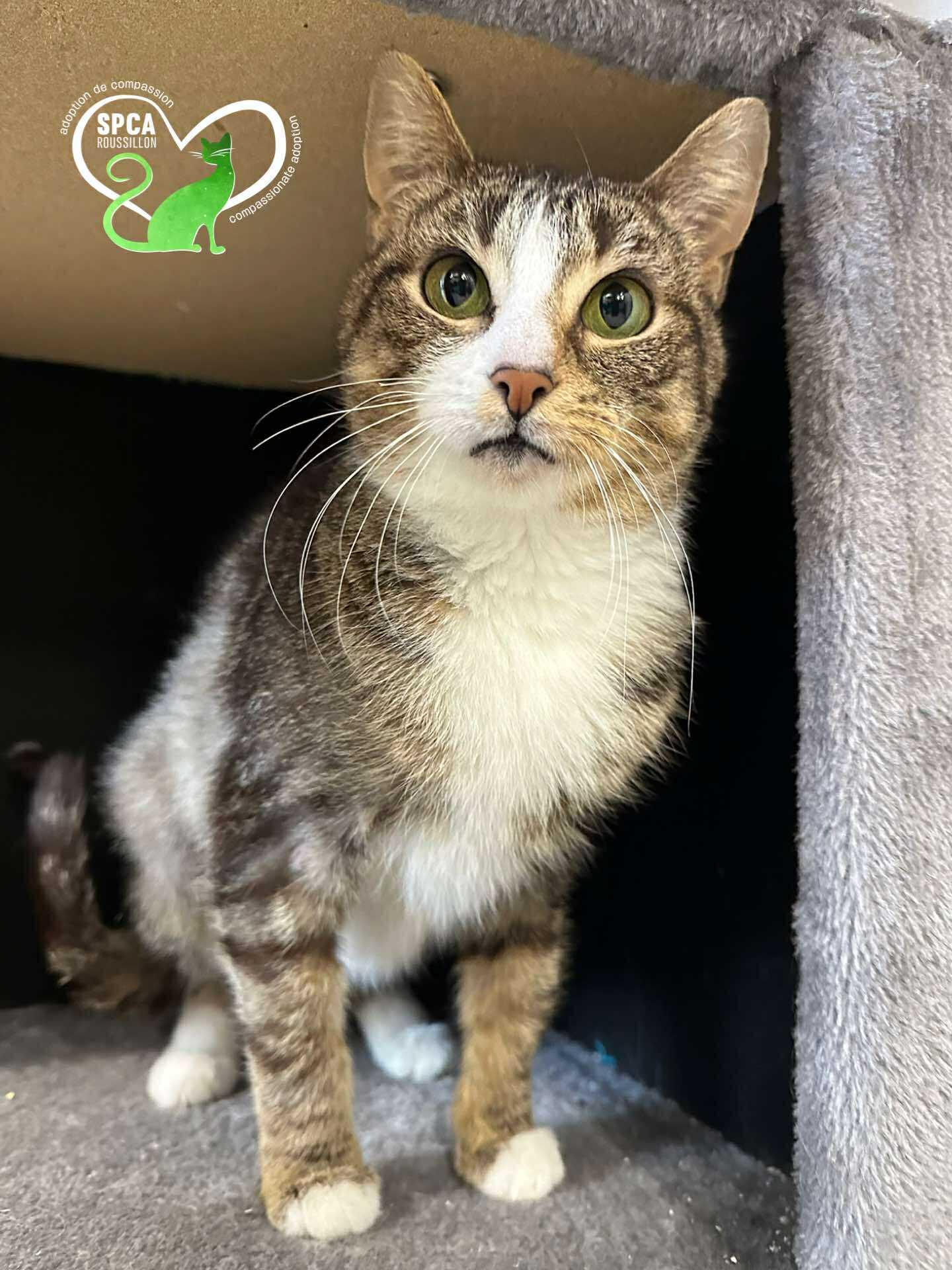 Suka, Adoptable, Young Female Domestic Short Hair.