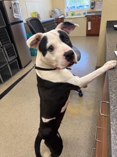 AMOURA, Adoptable, Young Female Staffordshire Bull Terrier & Mixed Breed.