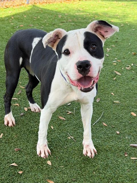 AMOURA, Adoptable, Young Female Staffordshire Bull Terrier & Mixed Breed.